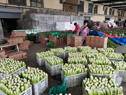 筑牢源頭防線，守護舌尖安全——蘭陵縣市場監管局深入開展農貿農批市場食用農產品專項檢查